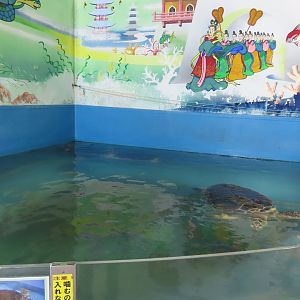 Sea turtle exhibit