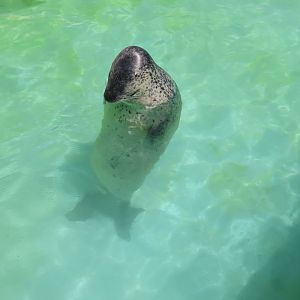 Meditating spotted seal