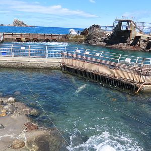 Spotted seal+ show area