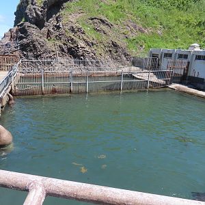 Stellar sea lion pen