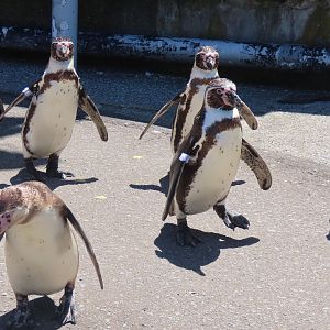 When the squad waddle into town