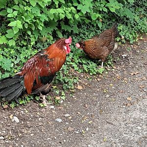 Altsteirer Chickens