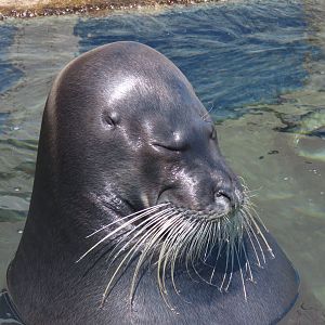 Bearded seal