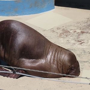 Walrus pup