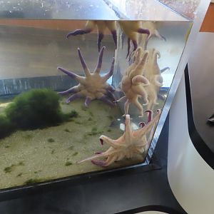 Cool looking starfish