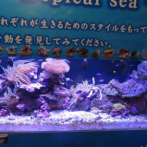 Coral Reef tank
