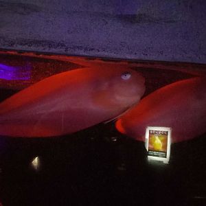 Snailfish