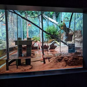 Burmese Python exhibit