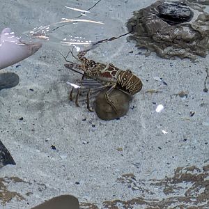 Lobster that is now in the touch tank