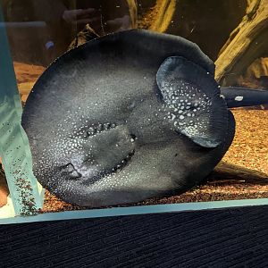 White-blotched River Ray