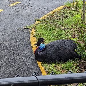 Southern Cassowary