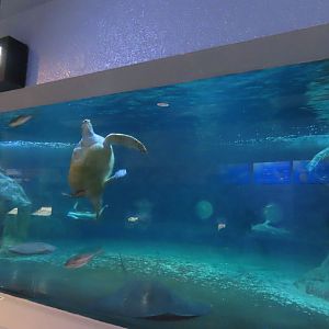 One flipper green sea turtle