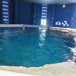 Harbour porpoise tank