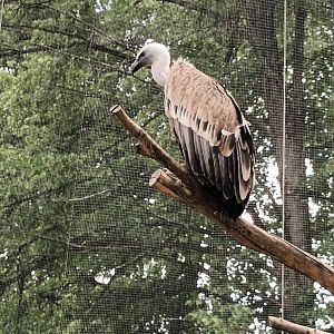 Eurasian Griffon Vulture