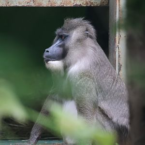 Drill looking out house