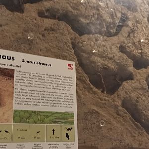 Etruscan Shrew Enclosure