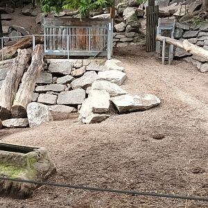 European Wild Boar and European Bison Enclosure