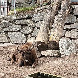European Bison