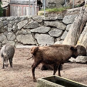 European Wild Boar and European Bisons