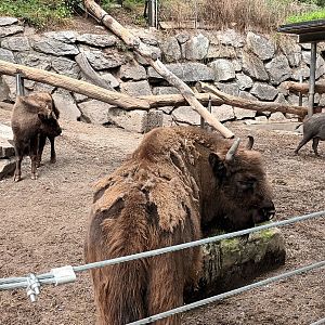 Wild Boar and Bisons