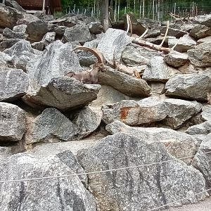 Inside of the walkthrough Alpine Ibex Enclosure