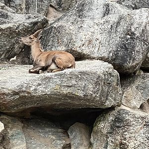 Female Alpine Ibex