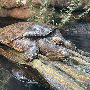 Spiny Softshell Turtle