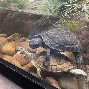 Pan’s Box Turtle and Kwangtung River Turtle