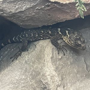 Oaxacan Knob-scaled Lizard