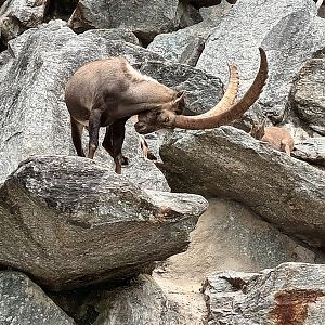Alpine Ibexes