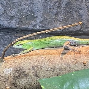 Reptile House - Emerald tree skink 280423