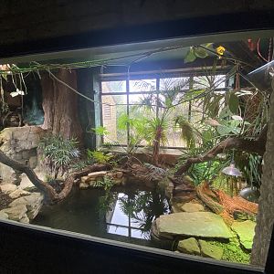 Reptile House - Yacare caiman exhibit 280423