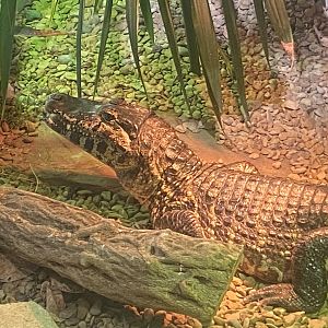 Reptile House - Yacare caiman 280423
