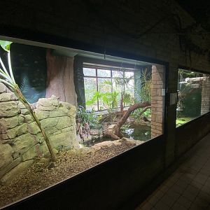Reptile House - Yacare caiman exhibit 280423
