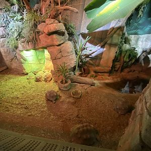 Reptile House - Hermann’s and Radiated tortoise mixed exhibit 280423