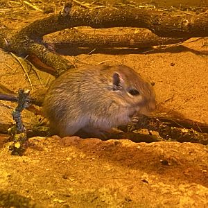 Mongolian jird 280423