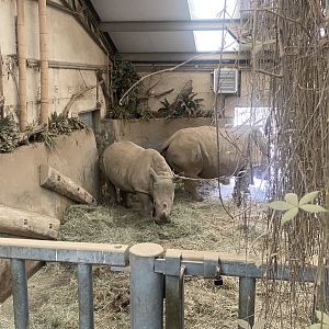 Southern white rhinoceros indoors 280423