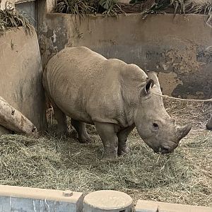 Southern white rhinoceros 280423