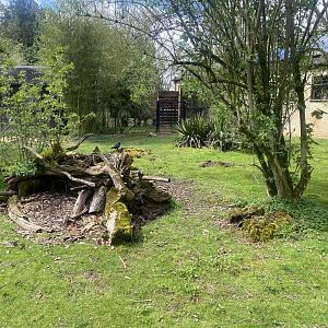 Giant anteater and Patagonian mara enclosure 280423