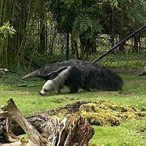 Giant anteater 280423
