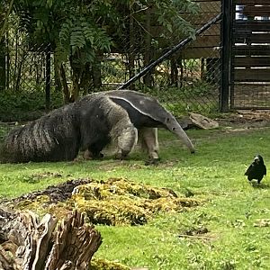 Giant anteater 280423