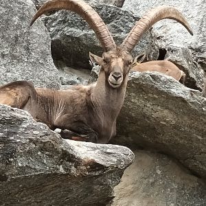 Male Alpine Ibex