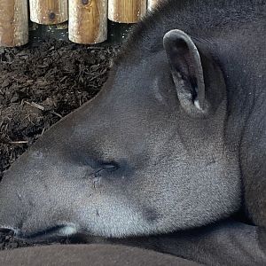 South American tapir 280423