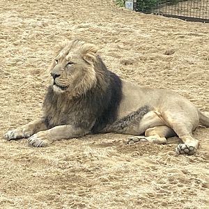 Asiatic lion 280423