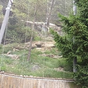 Bearded Vulture and Alpine Marmot Aviary