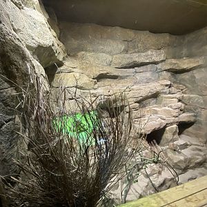 Little Africa - Gundi exhibit 280423