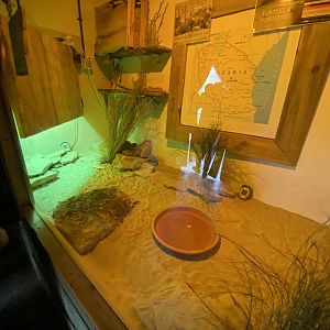 Little Africa - Pancake tortoise exhibit 280423