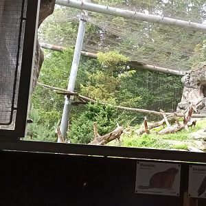 Bearded Vulture and Alpine Marmot Aviary
