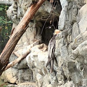 Bearded Vulture