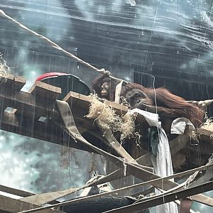 Bornean Orangutan with Baby (3/12/23)